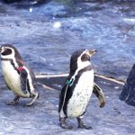 自然と個性を認め合うアニメの中の主人公たち「けものフレンズ」